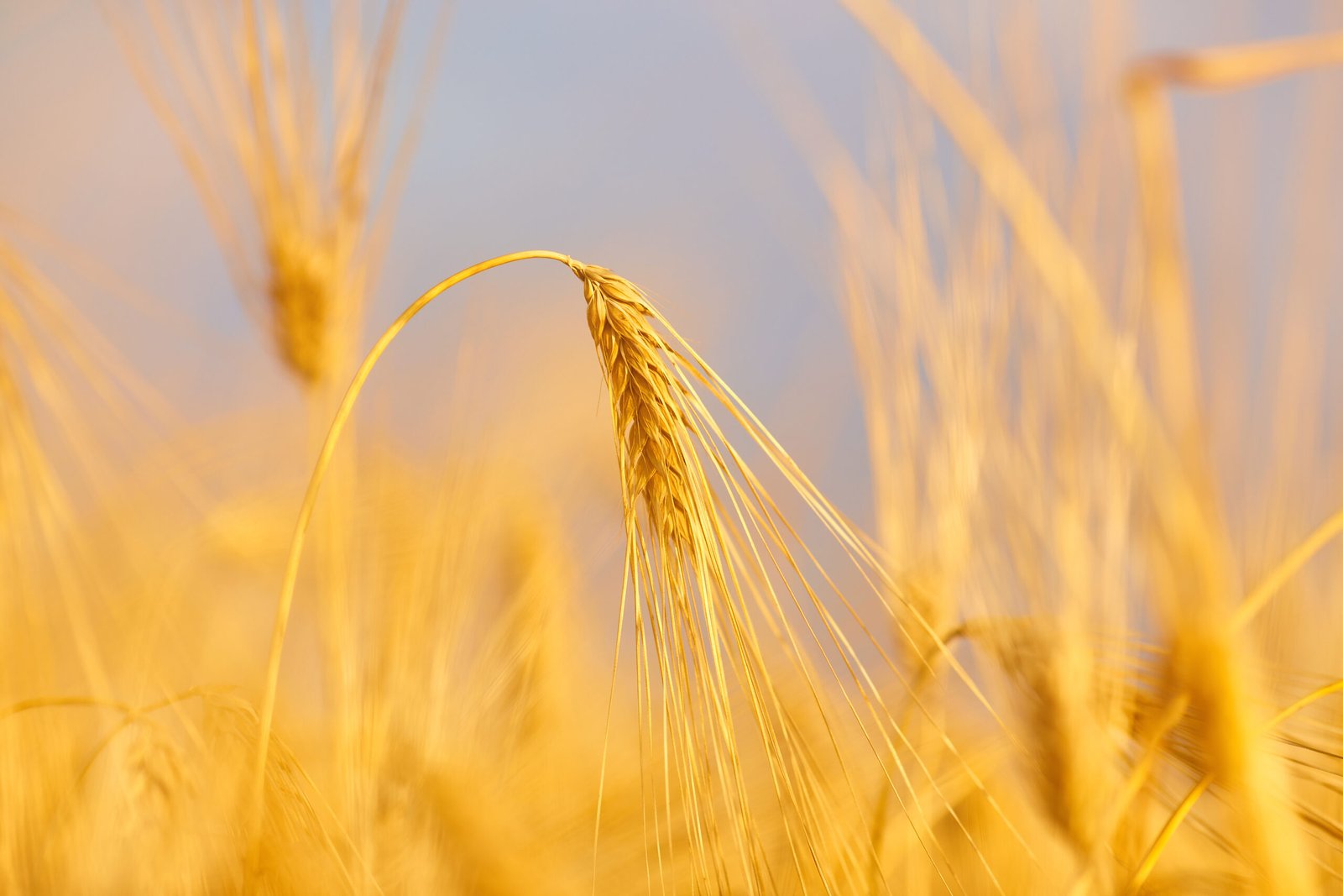 Wheat Seed Provision